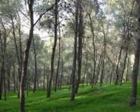 מינרלים טבעיים לשיער דליל מינרלים טבעיים לשיער דליל